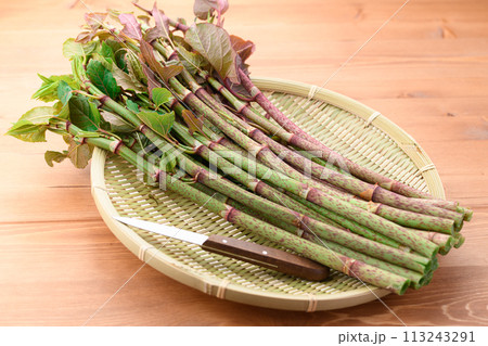 春の食材 イタドリ （ 虎杖 ） 113243291