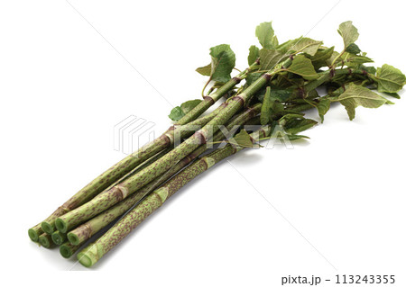 春の食材 イタドリ （ 虎杖 ）白背景 113243355