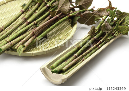 春の食材 イタドリ （ 虎杖 ）白背景 113243369
