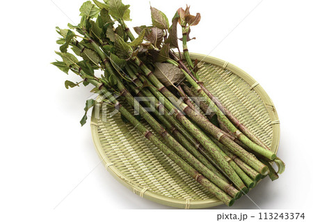 春の食材 イタドリ （ 虎杖 ）白背景 113243374