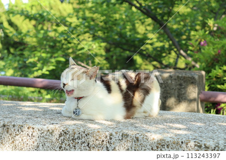 日向ぼっこしている猫 113243397