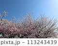 桜と快晴の空 113243439