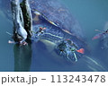 水の中の亀 113243478