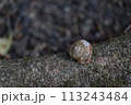 地面の木の根にくっついているカタツムリの殻 113243484
