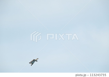 ミサゴの狩り 113243735