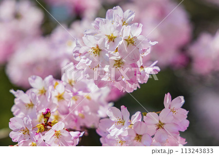 こひがん桜 桜 こひがん桜 桜 113243833