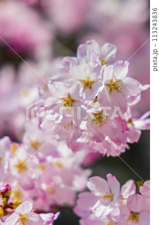 こひがん桜 桜 こひがん桜 桜 113243836