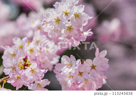 こひがん桜 桜 こひがん桜 桜 113243838
