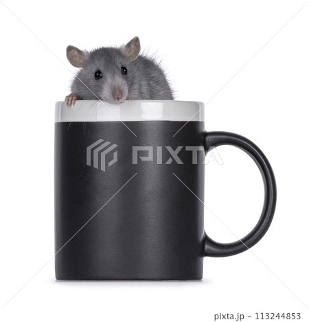 Blue rat in coffee mug on white background Blue rat in coffee mug on white background 113244853