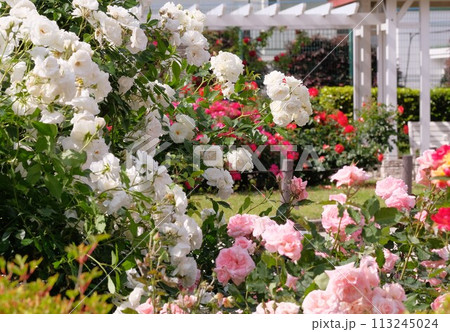 バラの咲く公園 バラの咲く公園 113245024