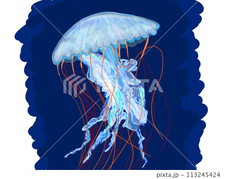クラゲのイラスト 113245424
