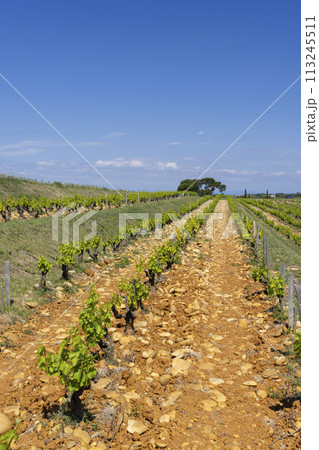 Typical vineyard with stones near Chateauneuf-du-Pape, Cotes du Rhone, France Typical vineyard with stones near Chateauneuf-du-Pape, Cotes du Rhone, France 113245511