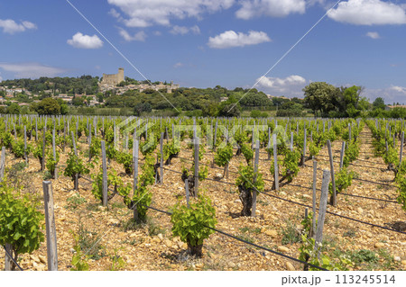 Typical vineyard with stones near Chateauneuf-du-Pape, Cotes du Rhone, France 113245514