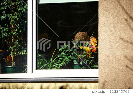 Flowers behind a window glass of a residential area in a city building Flowers behind a window glass of a residential area in a city building 113245765