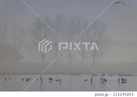 Flock of birds, Common Crane, migration in Hortobagy National Park, UNESCO World Heritage Site, Puszta is one of largest meadow and steppe ecosystems in Europe, Hungary 113245855