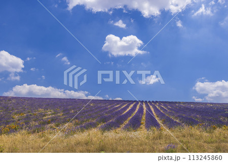 Lavender field near Montbrun les Bains and Sault, Provence, France Lavender field near Montbrun les Bains and Sault, Provence, France 113245860