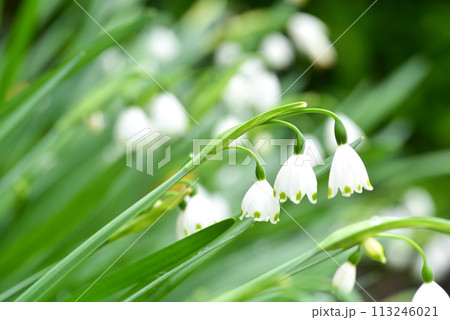 スノードロップ　 113246021