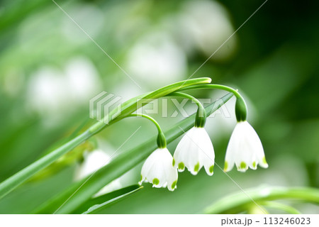 スノードロップ　 113246023