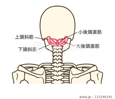 後頭下筋群、大後頭直筋、小後頭直筋、下頭斜筋、上頭斜筋 113246143