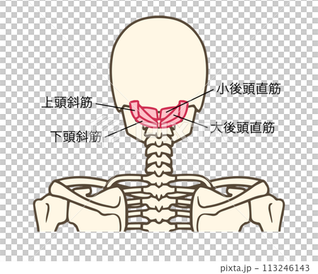 後頭下筋群、大後頭直筋、小後頭直筋、下頭斜筋、上頭斜筋のイラスト素材 [113246143] PIXTA