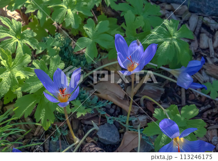Crocus serotinus, the late crocus, is a species of flowering plant in the genus Crocus of the family Iridaceae 113246175