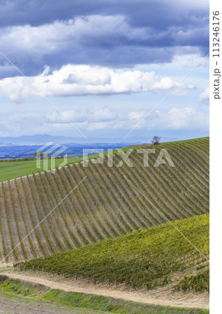 Typical Tuscan landscape with vineyard near Montalcino, Tuscany, Italy Typical Tuscan landscape with vineyard near Montalcino, Tuscany, Italy 113246176