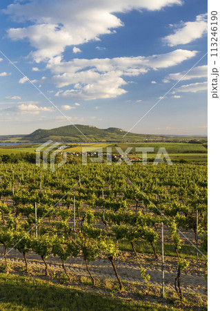 Spring vineyards under Palava near Sonberk, South Moravia, Czech Republic Spring vineyards under Palava near Sonberk, South Moravia, Czech Republic 113246190