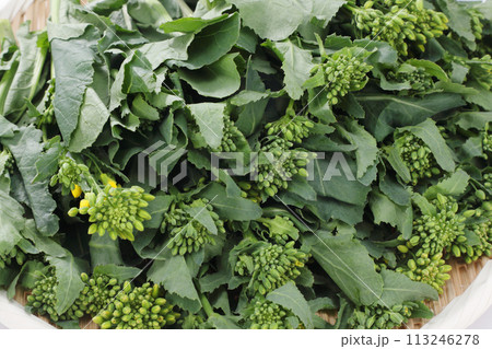 ザルに盛られたかき菜 ザルに盛られたかき菜 113246278