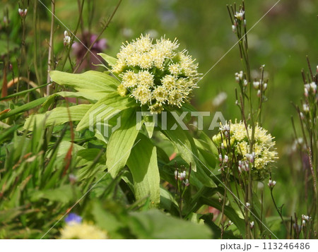 春になり顔を出した「フキノトウ」：花 113246486