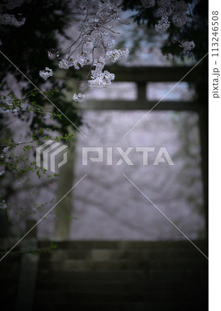 山口　荘厳な雰囲気の中の桜 113246508