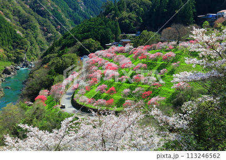 【高知県】晴天の引地橋の花桃 【高知県】晴天の引地橋の花桃 113246562