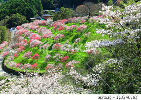 【高知県】晴天の引地橋の花桃 【高知県】晴天の引地橋の花桃 113246563