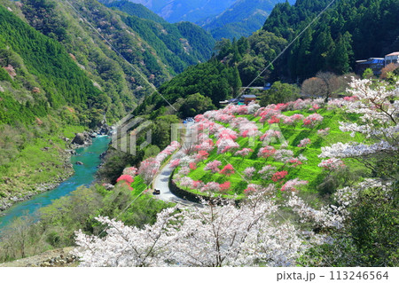【高知県】晴天の引地橋の花桃 【高知県】晴天の引地橋の花桃 113246564