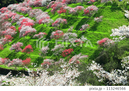 【高知県】晴天の引地橋の花桃 【高知県】晴天の引地橋の花桃 113246566