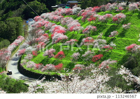 【高知県】晴天の引地橋の花桃 【高知県】晴天の引地橋の花桃 113246567