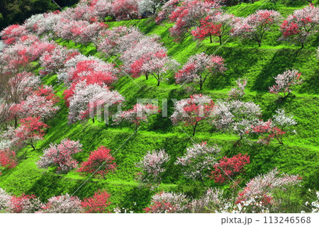 【高知県】晴天の引地橋の花桃 【高知県】晴天の引地橋の花桃 113246568