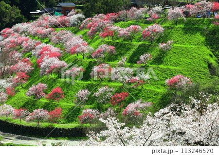 【高知県】晴天の引地橋の花桃 【高知県】晴天の引地橋の花桃 113246570