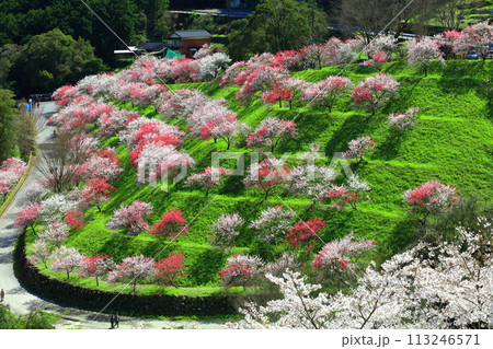 【高知県】晴天の引地橋の花桃 【高知県】晴天の引地橋の花桃 113246571