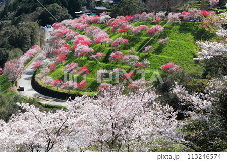 【高知県】晴天の引地橋の花桃 【高知県】晴天の引地橋の花桃 113246574
