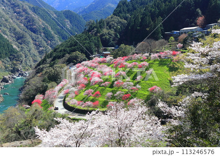 【高知県】晴天の引地橋の花桃 【高知県】晴天の引地橋の花桃 113246576