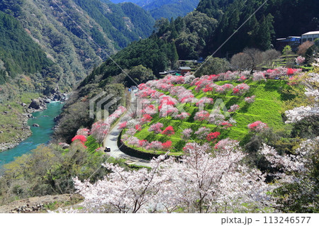 【高知県】晴天の引地橋の花桃 113246577