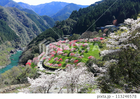 【高知県】晴天の引地橋の花桃 【高知県】晴天の引地橋の花桃 113246578