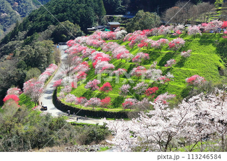 【高知県】晴天の引地橋の花桃 【高知県】晴天の引地橋の花桃 113246584