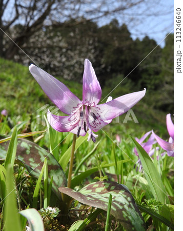 カタクリの花 113246640