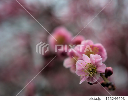 3月に咲いた紅梅「呉羽枝垂（クレハシダレ）」 113246698