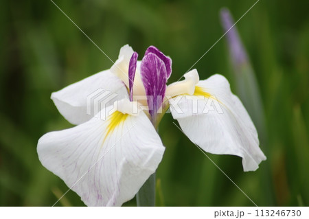梅雨時を鮮やかに彩る花菖蒲の花 113246730