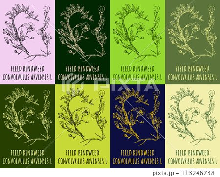 Vector drawings FIELD BINDWEED. Hand drawn illustration. Latin name CONVOLVULUS ARVENSIS L. Vector drawings FIELD BINDWEED. Hand drawn illustration. Latin name CONVOLVULUS ARVENSIS L. 113246738