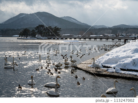 冬の浅所海岸と白鳥03 113247002