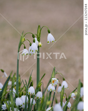 愛らしいスノーフレークの花 愛らしいスノーフレークの花 113247044