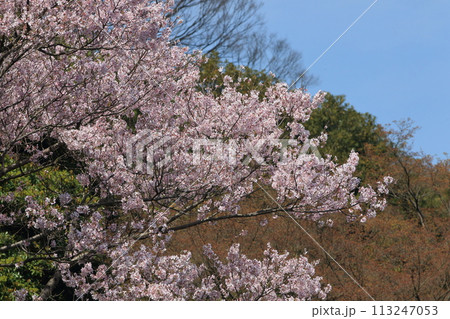 春の青空に映える満開の桜 113247053